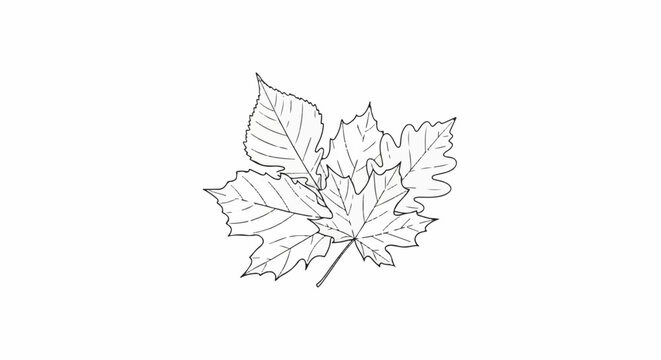 Artistic line drawing of assorted autumn leaves on white background