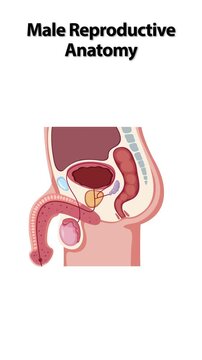 Detailed Medical Illustration of the Male Reproductive System Anatomy with Labels