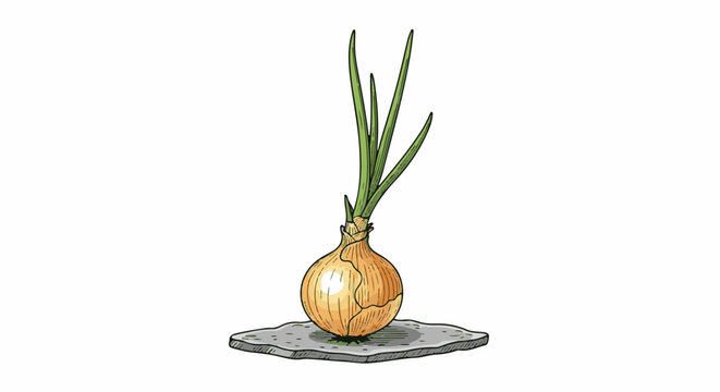 A single yellow onion with green sprouts emerging from its top sits on a grey stone