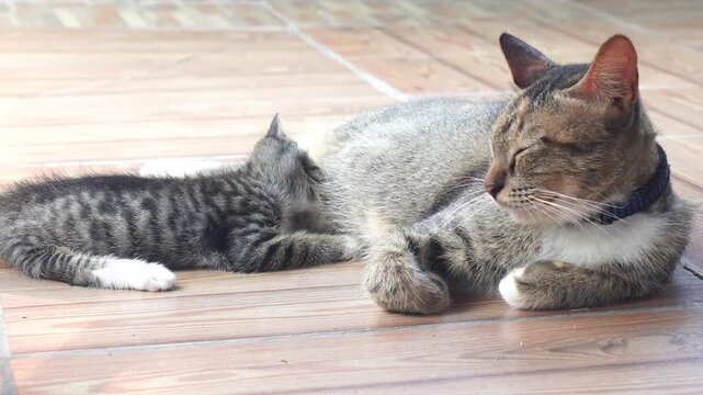 A beautiful calico cat peacefully breastfeeding her litter of ginger and patterned kittens on a textured grey floor