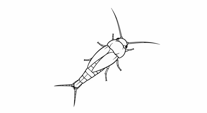 Black and white line drawing of a silverfish insect on white background
