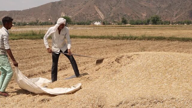 Indian farmers separating or collecting wheat grain from chaff using traditional methods, agriculture, teamwork, hard work, rural lifestyle in India, traditional farming practices and food production