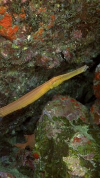Incredible underwater view around Costa Rica. A lone trumpetfish floats elegantly near vibrant coral, before a yellowtail snapper swims into the gorgeous natural aquatic habitat.