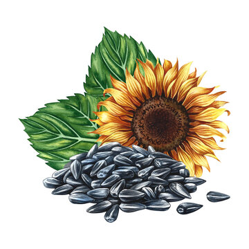 A sunflower flower and a handful of its seeds. Hand-drawn watercolor illustration. Element of label and packaging design, as well as banners, posters, and more.