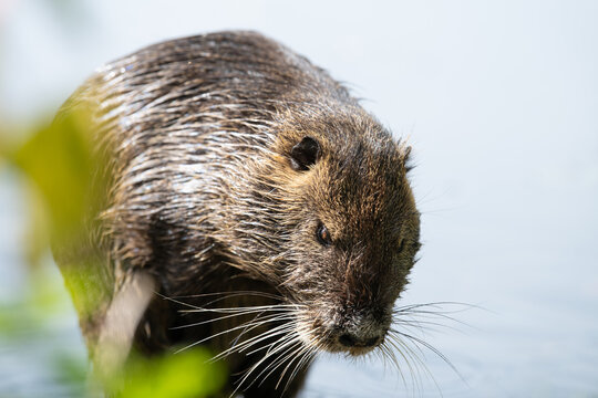 Nutria river rat portrait, coypu herbivorous, semiaquatic rodent, Myocastoridae at water pond, wildlife animal, habitat wetland