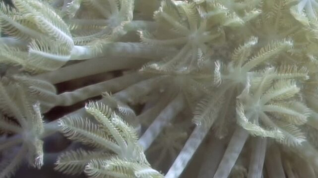 Delicate white polyps of soft coral rhythmically expand and contract within their vibrant underwater habitat. Witness the enchanting beauty of these living jewels flourishing on a sunlit coral reef.