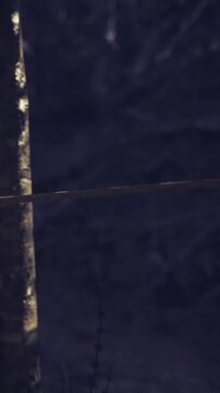 Wooden arrows are gracefully aligned against a backdrop of deep forest shadows, capturing the stillness of twilight. A sense of calm permeates the scene as nature whispers.