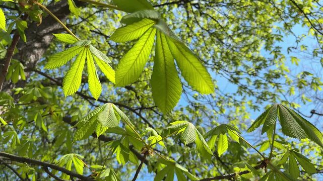 Green leaves of chestnut tree.