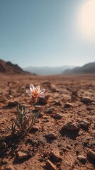 Obraz premium Delicate flower growing in rocky soil under bright sunlight, vertical photo