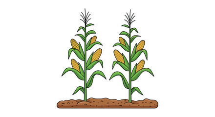 Corn Plant Illustration Set with Fresh Green Stalks, Yellow Cobs, Growing in Soil, Agricultural Farming and Crop Farming Concept © mdferozhossain