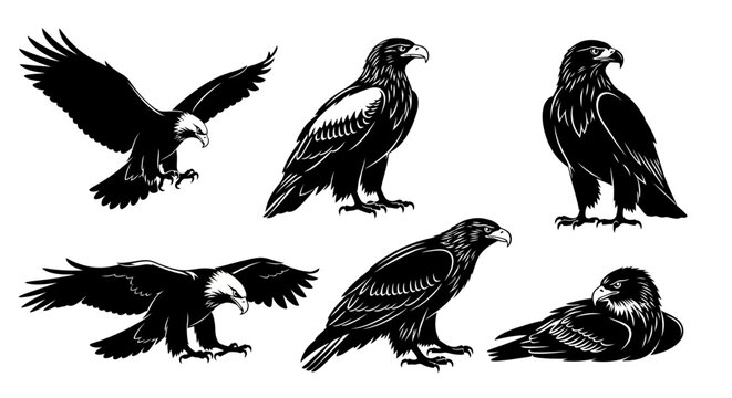 Set of Hand Drawn Eagle Illustrations in Various Poses