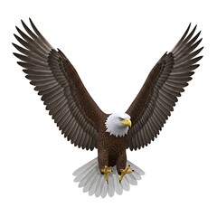 Fototapeta premium A majestic bald eagle spreads its wings in flight against a white background.