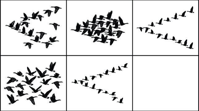 Flying birds flock formation silhouettes migration patterns wildlife vector illustration collection set