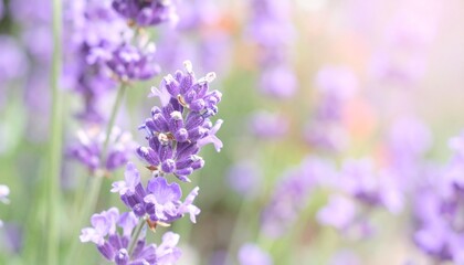 Obraz premium ラベンダーと紫の花のエレガントなパステルボタニカル背景