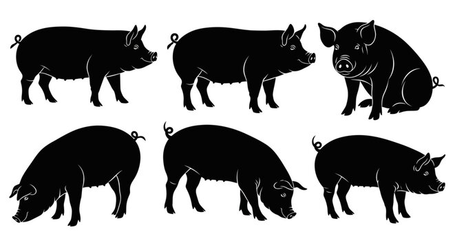 Set of Black Pig Silhouettes in Various Poses