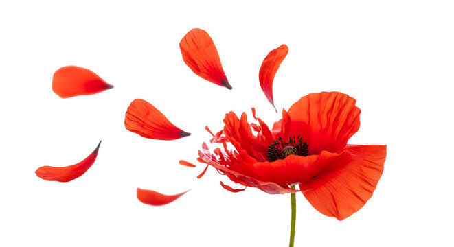 Falling red flower petals clivia miniata isolated on transparent background