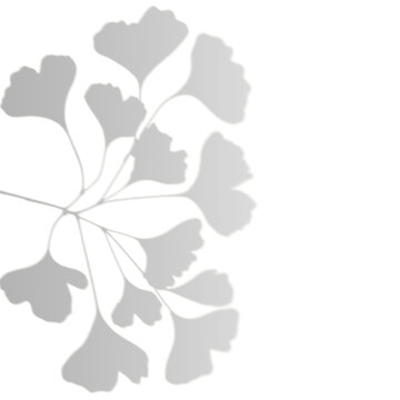 Natural Ginkgo Leaf Shadow Without Background