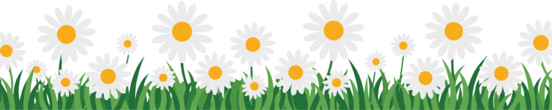 A field of white daisies with yellow centers in green grass on a white background