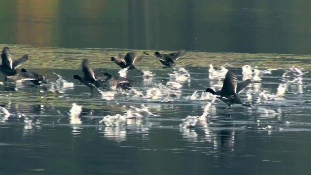 Group of Wild Ducks Splashing and Flying Over Serene Pond Surface During Golden Hour Nature Footage
