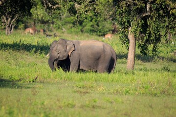 Fototapeta premium Wild Asian Elephants Grazing in Grassy Savanna