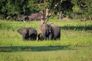 Fototapeta premium Wild Asian Elephants Grazing in Grassy Savanna