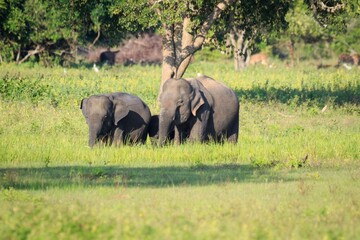 Fototapeta premium Wild Asian Elephants Grazing in Grassy Savanna