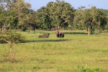 Asian Elephant Family in the Wild, Sri Lanka © Bossa Art
