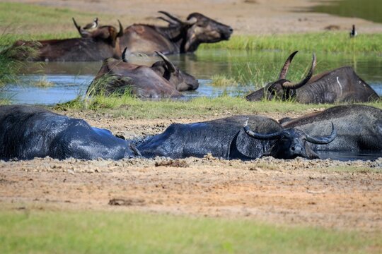 Herd of Wild Water Buffaloes Wallowing in a Muddy Pool