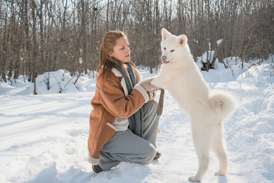 Akita puppy playing in snowy winter forest