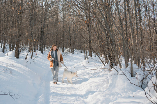 Winter walk with a playful Akita puppy in the snow
