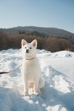 Akita puppy enjoying the snowy winter landscape