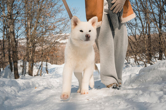 Akita puppy walking in snowy winter landscape