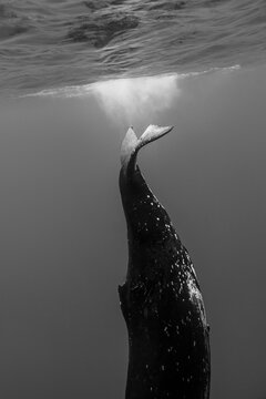 Underwater view of humpback whale tail near ocean surface