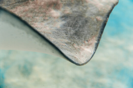 Close-up of stingray fin gliding through clear water