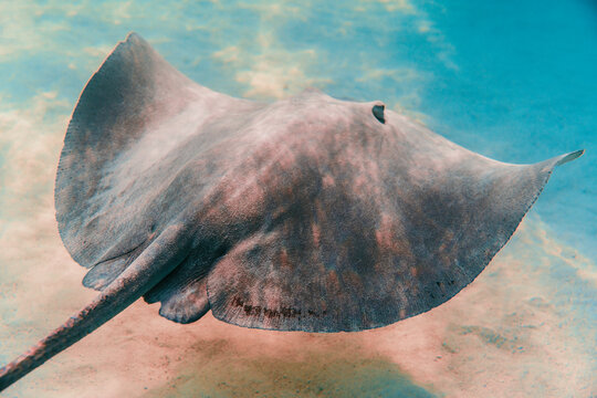 Stingray gliding over sandy seabed in clear tropical sea
