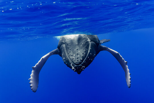 Humpback whale underwater in clear blue ocean seascape