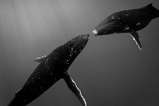 Underwater silhouette of humpback whales in open ocean