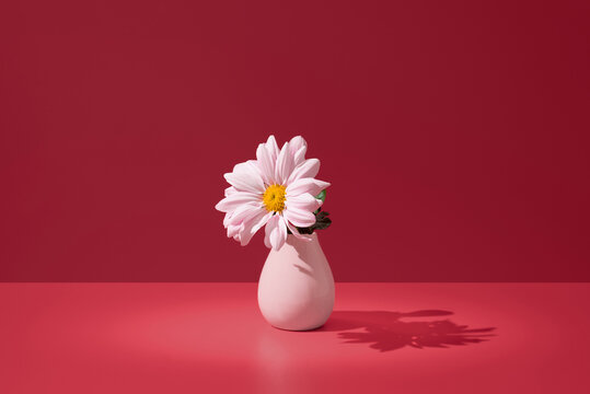 Pink chrysanthemum in vase against a red background