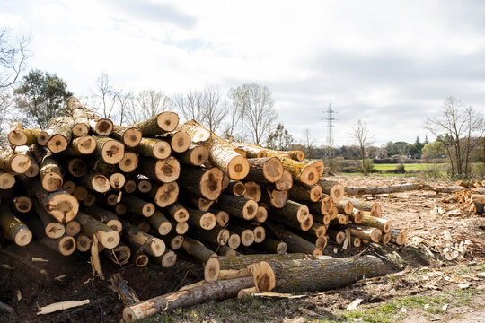 Stacked timber log pile in clearing with cloudy sky
