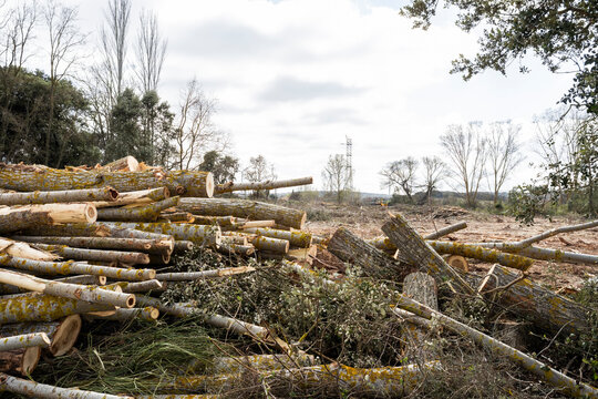 Cut timber pile at deforested woodland clearing site