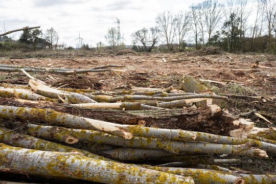 Deforested landscape with cut logs and distant wind turbine