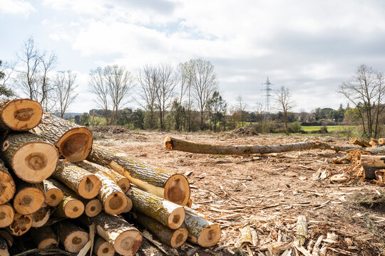 Logged timber on cleared woodland site under cloudy sky