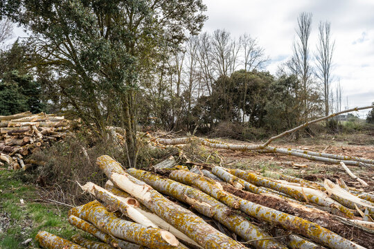 Felled tree trunk and log pile after forest clearing