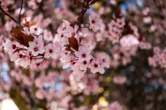 Soft pink cherry blossom branch with bokeh spring background