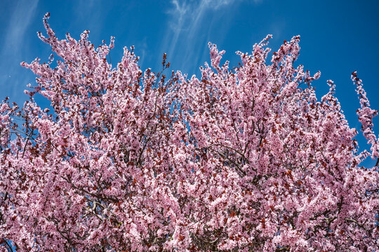 Pink cherry blossom tree canopy against a clear blue sky