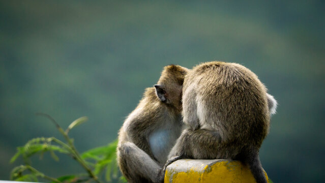 Crab-eating macaque (Macaca fascicularis, long-tailed macaque, cynomolgus macaque, monyet ekor panjang) mating process with partner
