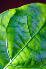Fototapeta premium Macro shot of fresh leaf showing intricate vascular patterns under soft lighting