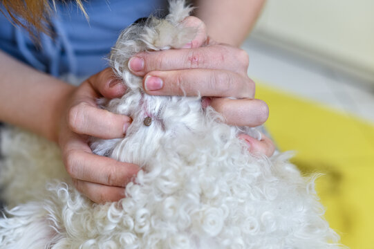 Hands of a person parting the white curly fur of a Bichon Frise dog to reveal a parasitic tick attached to the skin.