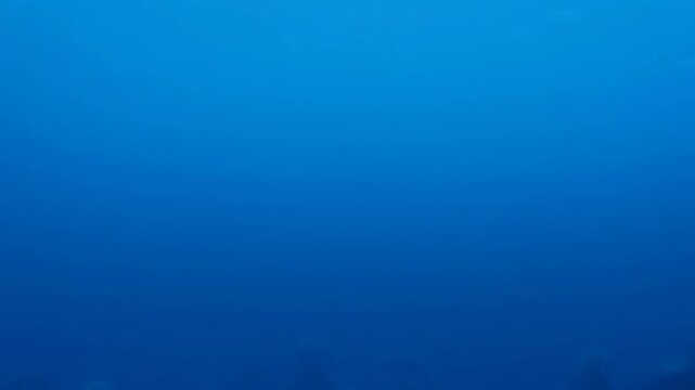 A vast and mysterious deep blue underwater expanse fills the frame, suggesting the profound depths of the ocean with minimal visible detail.