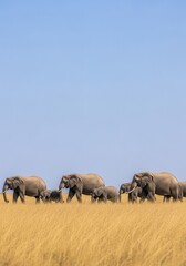 Fototapeta premium Elephants walk in a line across the dry golden savanna grass under a clear blue sky.